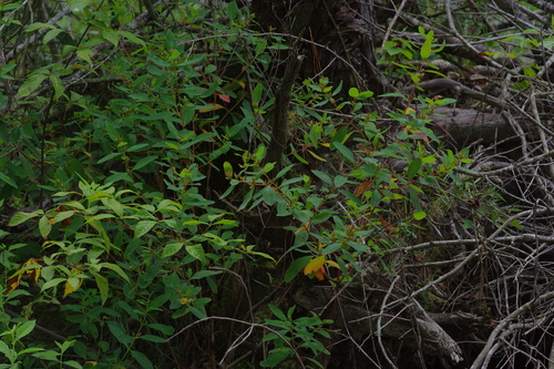 Greater marsh St. Johnswort (Hypericum walteri)