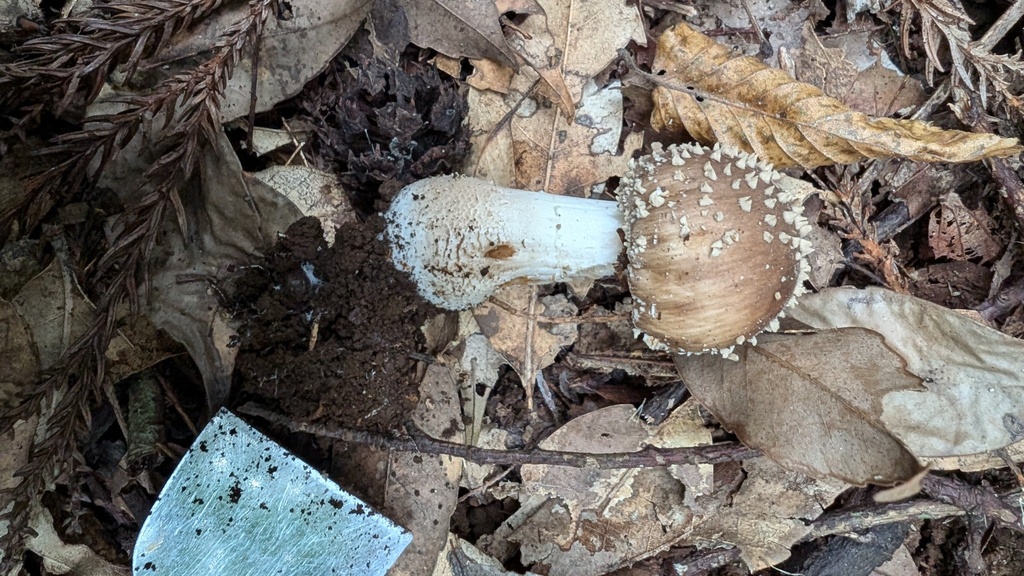 Amanita sychnopyramis · September 2024 · photo: © atsushi_nakajima_cirque (iNaturalist, cc-by)