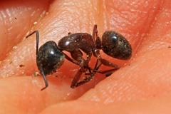 Camponotus vicinus