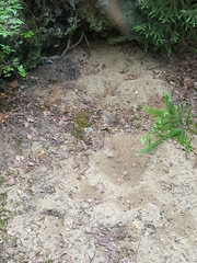 Canachites canadensis