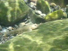 Rhinogobius candidianus