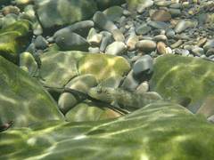 Rhinogobius candidianus