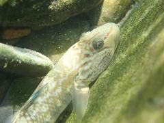 Rhinogobius candidianus