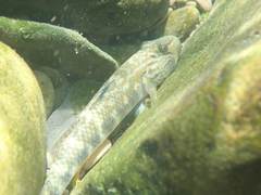 Rhinogobius candidianus
