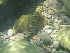 Sicyopterus japonicus