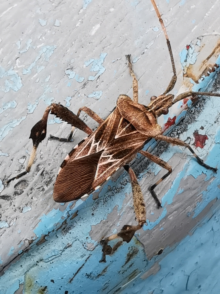 Leptoglossus jacquelinae