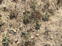 Eriogonum elegans