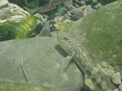 Rhinogobius formosanus