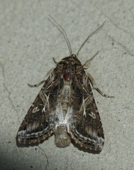 Spodoptera dolichos