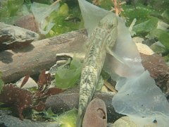 Rhinogobius formosanus
