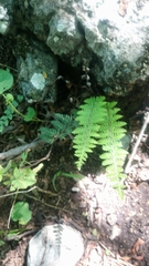 Notholaena galeottii