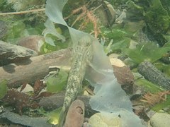 Rhinogobius formosanus