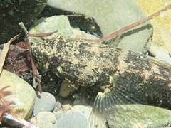 Eleotris acanthopomus