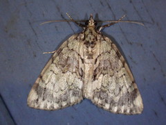 Hydriomena renunciata