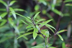 Corokia buddleioides buddleioides