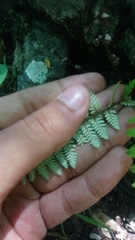 Notholaena galeottii