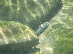Sicyopterus lagocephalus