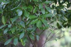 Melicytus macrophyllus