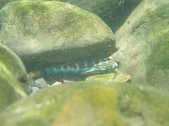 Sicyopterus lagocephalus