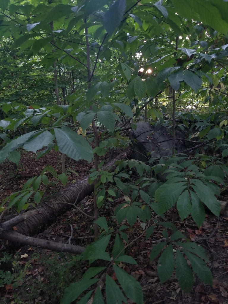 common pawpaw from New Castle County, DE, USA on September 22, 2024 at ...