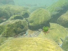 Sicyopterus lagocephalus