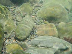 Sicyopterus lagocephalus