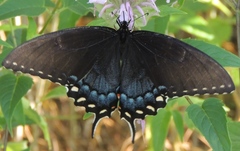 Papilio glaucus glaucus