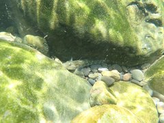 Rhinogobius candidianus