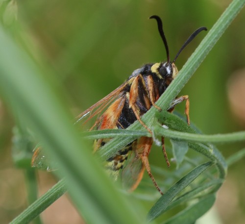 Lunar Hornet Moth