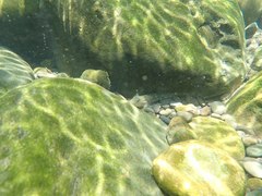 Rhinogobius candidianus