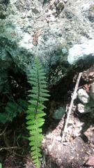 Notholaena galeottii