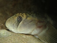Sicyopterus japonicus