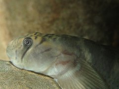 Sicyopterus japonicus