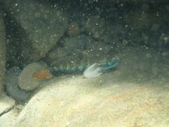 Sicyopterus lagocephalus