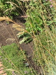 Helictotrichon sempervirens
