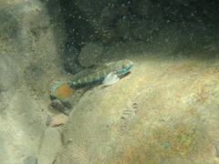 Sicyopterus lagocephalus