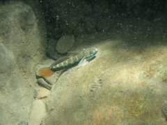 Sicyopterus lagocephalus