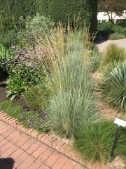 Helictotrichon sempervirens
