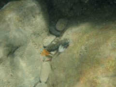 Sicyopterus lagocephalus