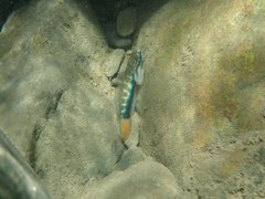 Sicyopterus lagocephalus