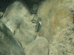 Sicyopterus lagocephalus