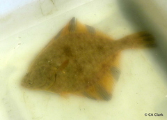 Platichthys stellatus