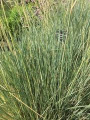 Helictotrichon sempervirens