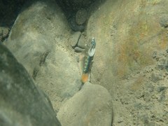 Sicyopterus lagocephalus