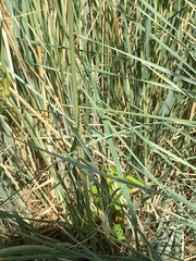 Helictotrichon sempervirens