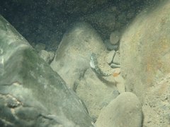 Sicyopterus lagocephalus