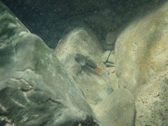 Sicyopterus lagocephalus