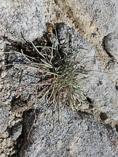 Image of Ivesia santolinoides by no rights reserved