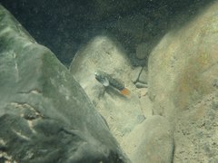 Sicyopterus lagocephalus