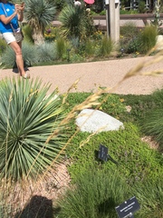 Helictotrichon sempervirens